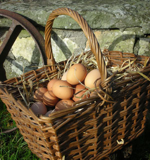 Basket of eggs